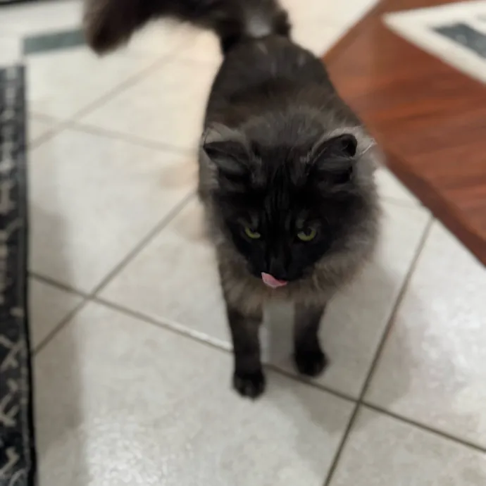 Your Cat's New Favorite Person