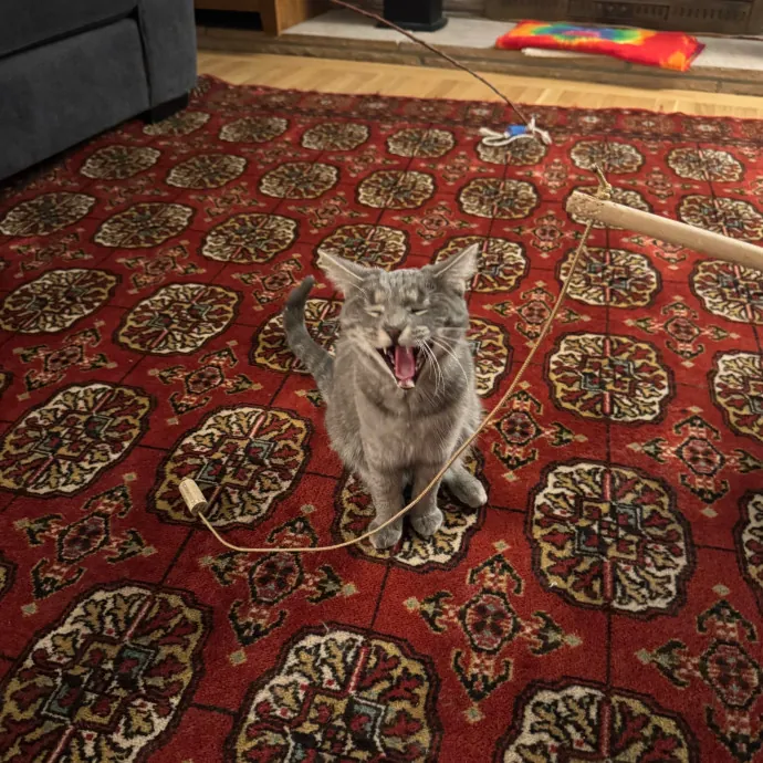 Your Cat's New Favorite Person