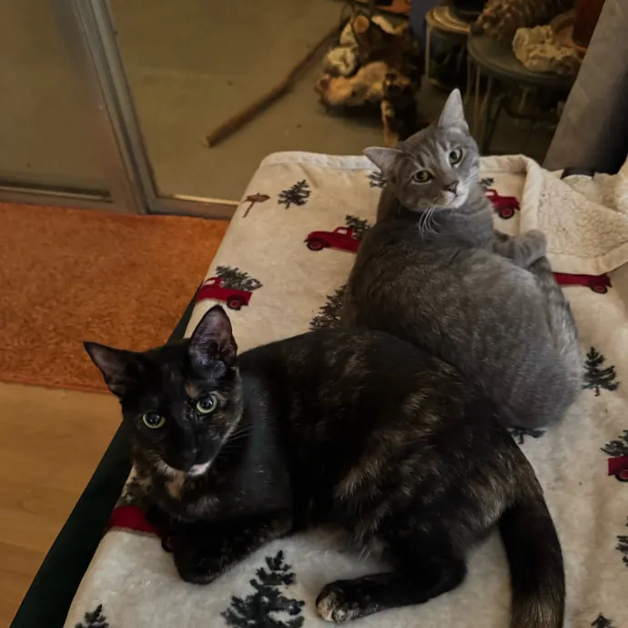 Your Cat's New Favorite Person