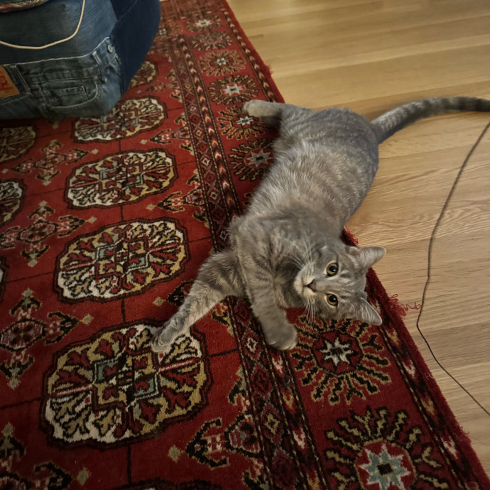 Your Cat's New Favorite Person