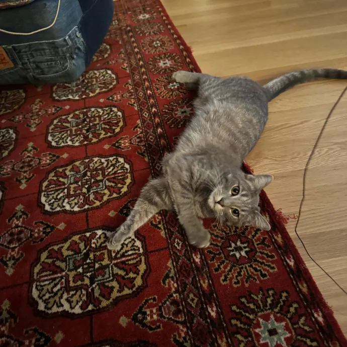 Your Cat's New Favorite Person