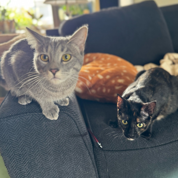 Your Cat's New Favorite Person