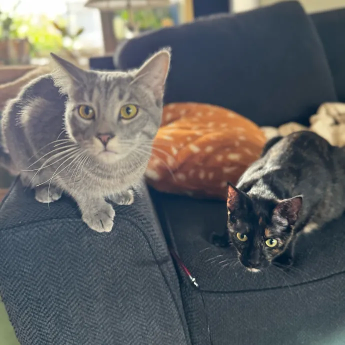 Your Cat's New Favorite Person