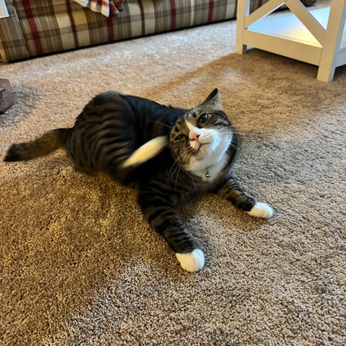 Your Cat's New Favorite Person