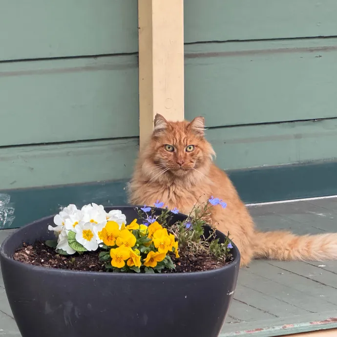 Your Cat's New Favorite Person