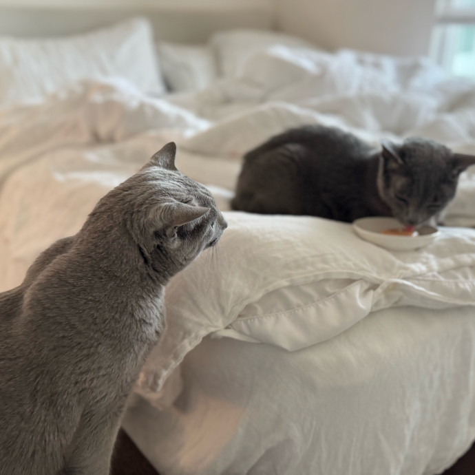 Your Cat's New Favorite Person
