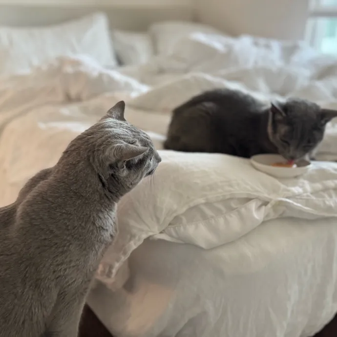 Your Cat's New Favorite Person