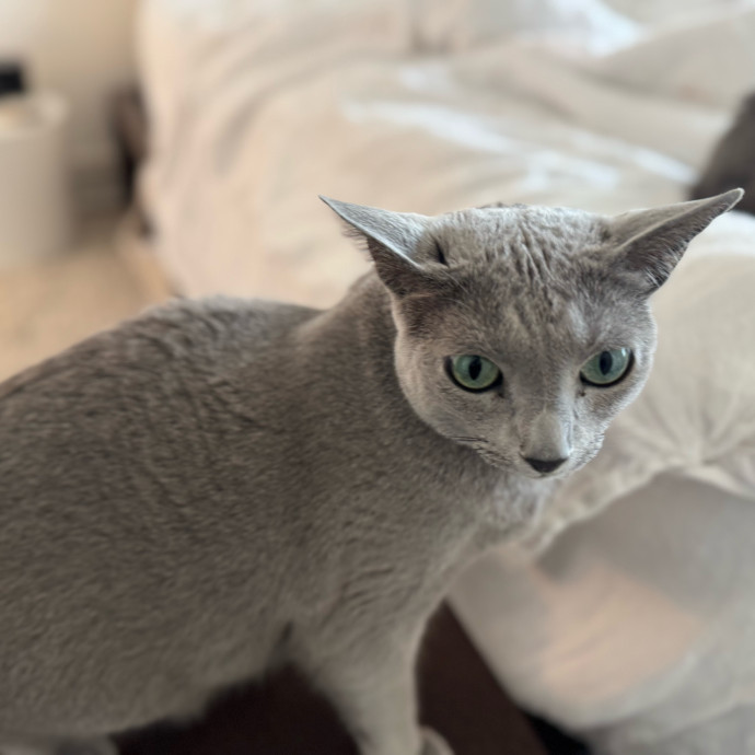 Your Cat's New Favorite Person