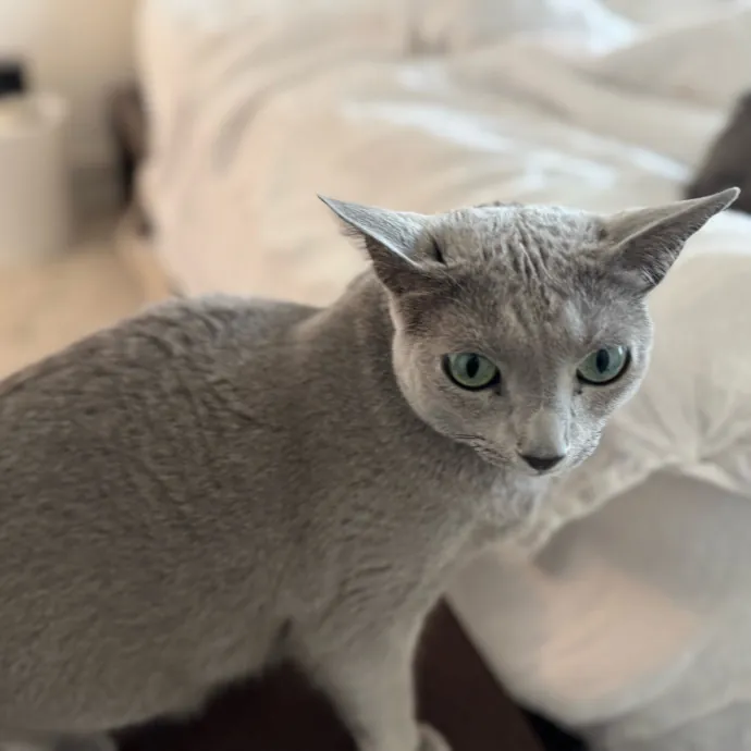 Your Cat's New Favorite Person