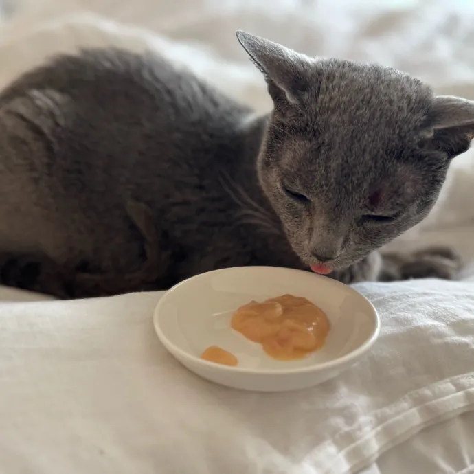 Your Cat's New Favorite Person