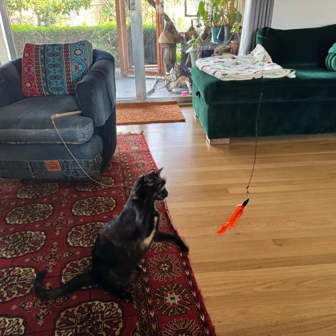 Your Cat's New Favorite Person