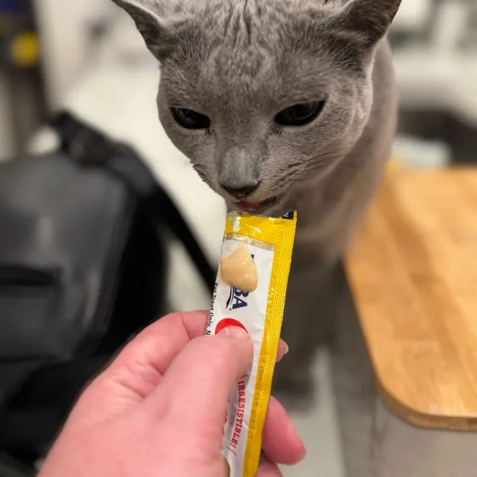 Your Cat's New Favorite Person