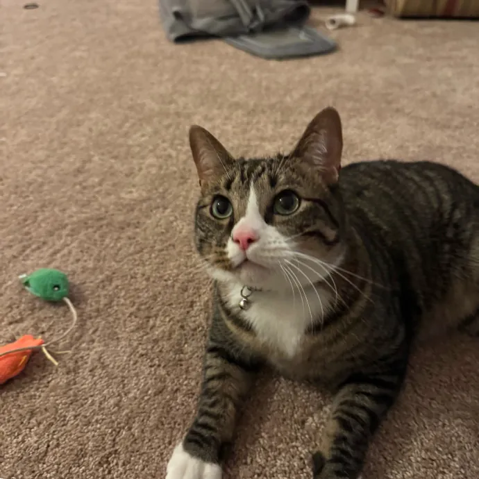 Your Cat's New Favorite Person