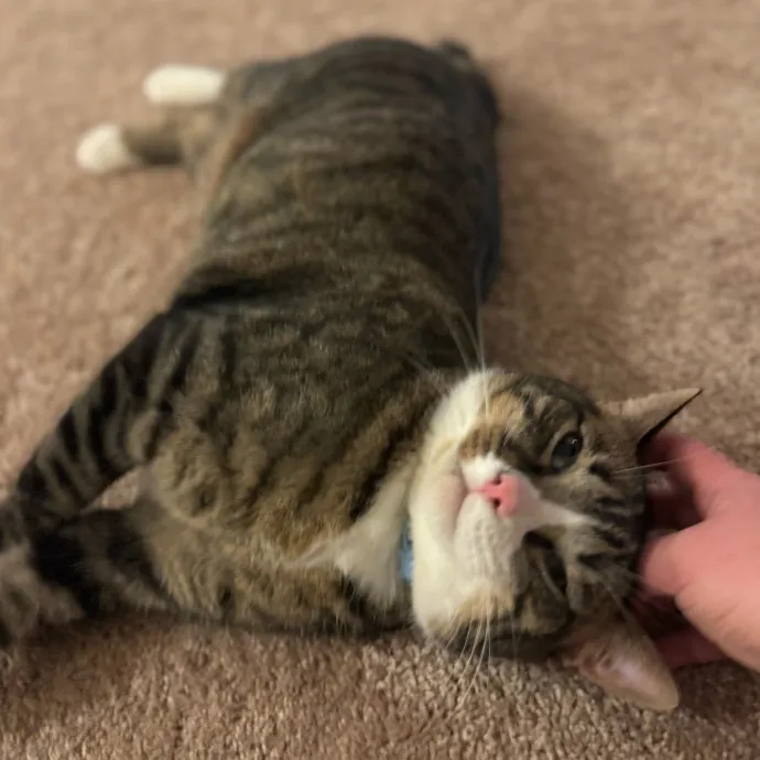 Your Cat's New Favorite Person