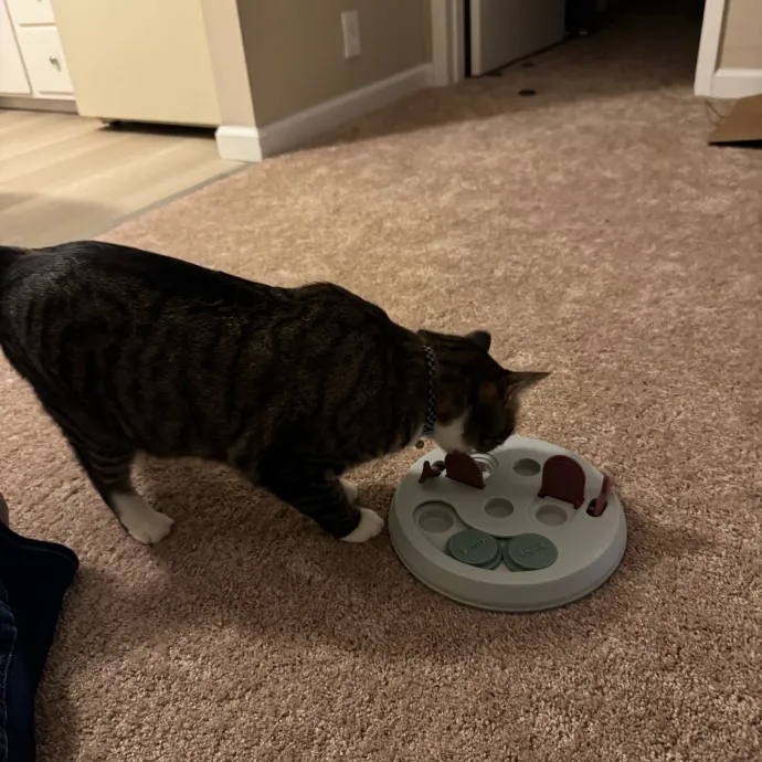 Your Cat's New Favorite Person