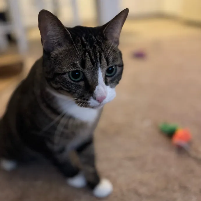 Your Cat's New Favorite Person