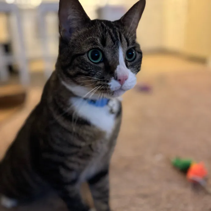 Your Cat's New Favorite Person