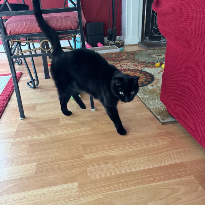 Your Cat's New Favorite Person