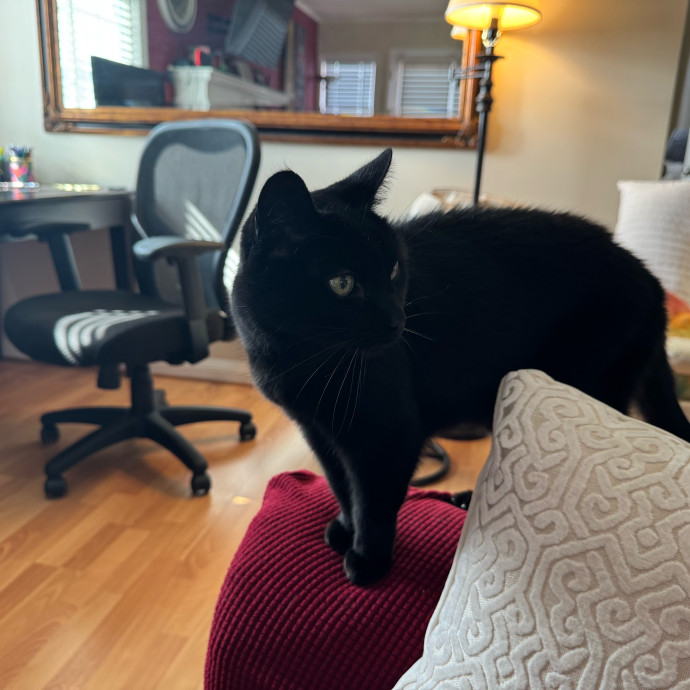 Your Cat's New Favorite Person