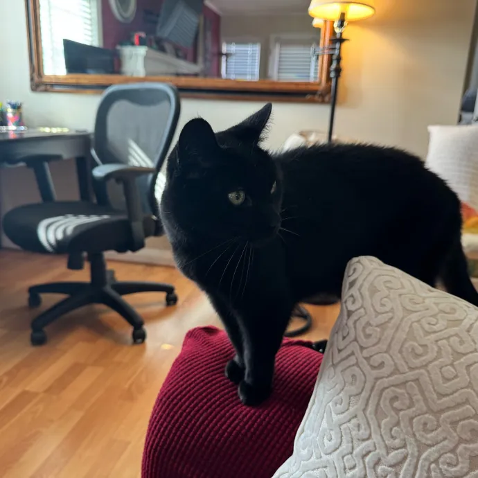 Your Cat's New Favorite Person