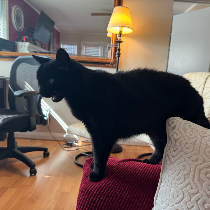 Your Cat's New Favorite Person