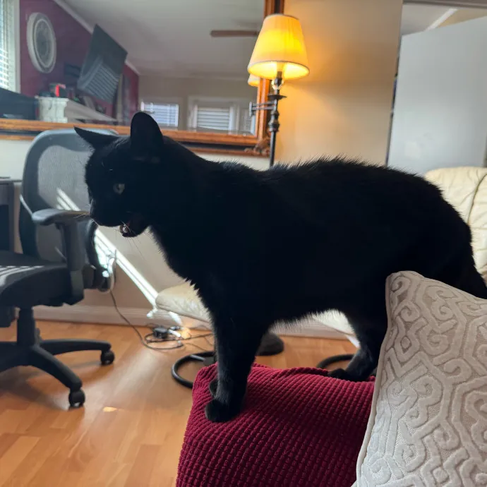 Your Cat's New Favorite Person