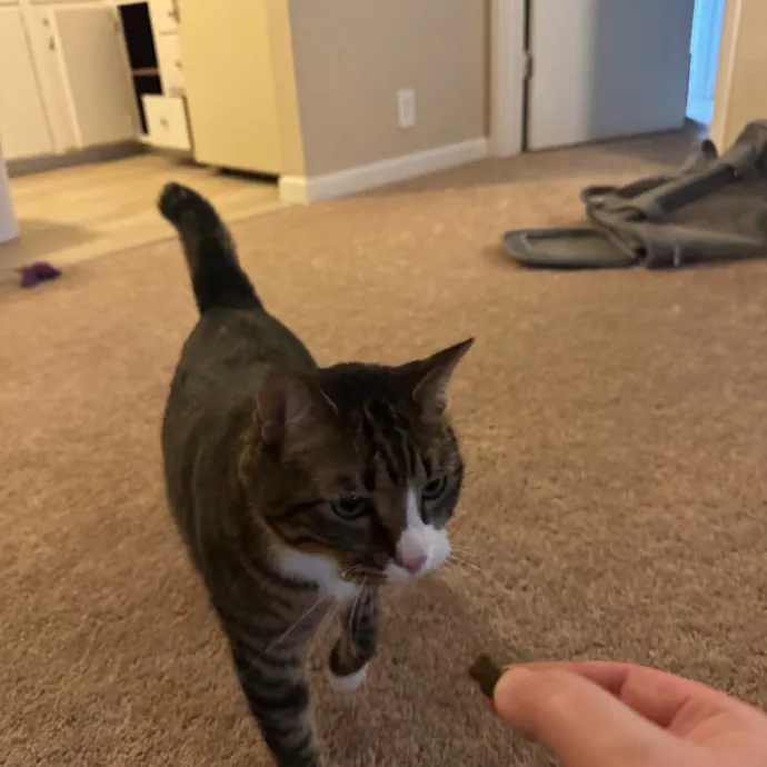 Your Cat's New Favorite Person