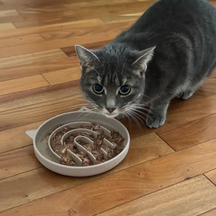 Your Cat's New Favorite Person