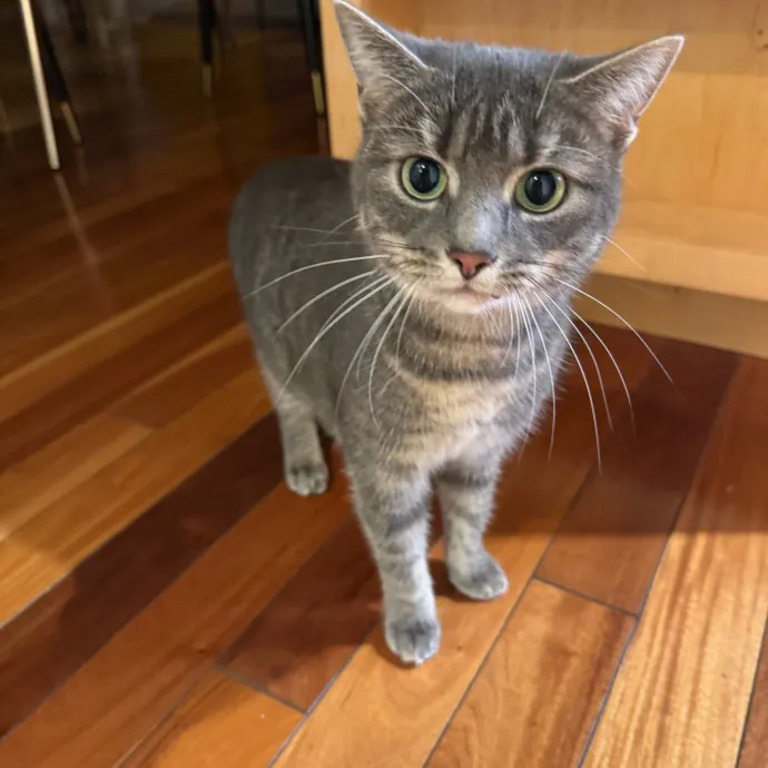 Your Cat's New Favorite Person