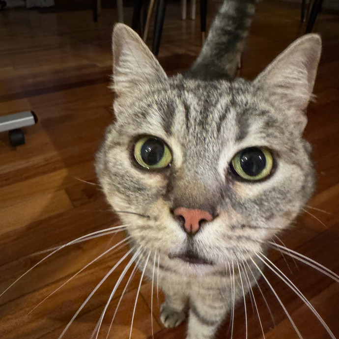 Your Cat's New Favorite Person