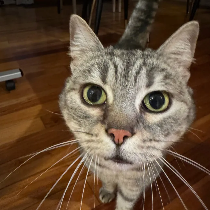 Your Cat's New Favorite Person