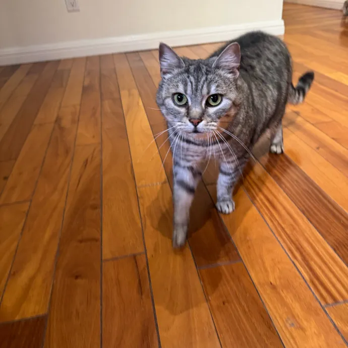 Your Cat's New Favorite Person