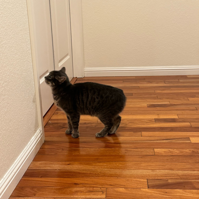 Your Cat's New Favorite Person