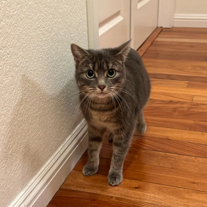 Your Cat's New Favorite Person