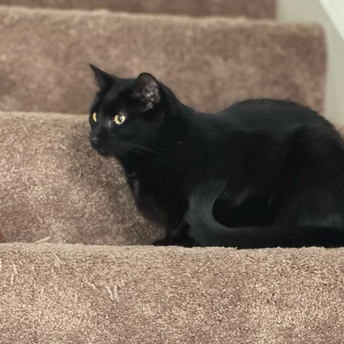 Your Cat's New Favorite Person