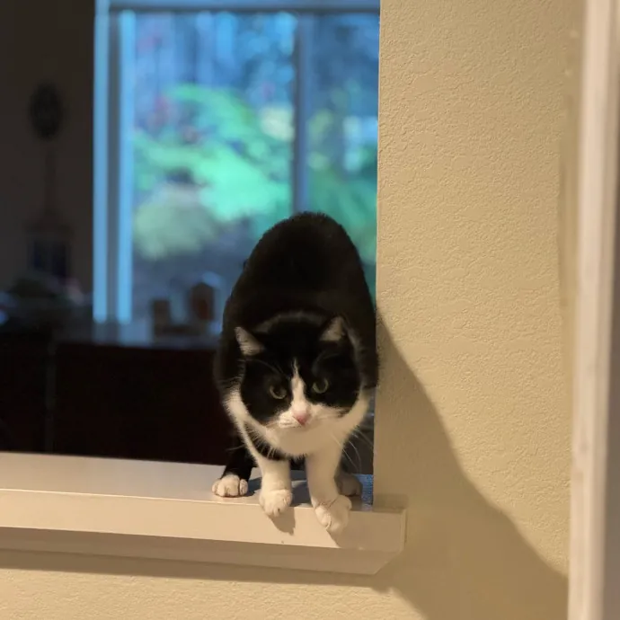 Your Cat's New Favorite Person