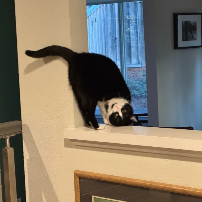 Your Cat's New Favorite Person