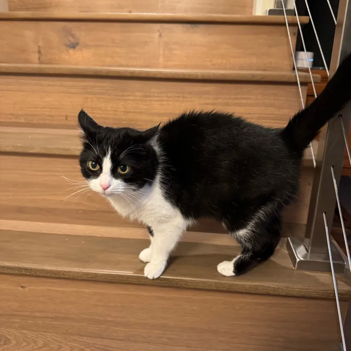 Your Cat's New Favorite Person