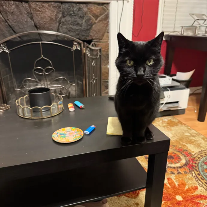 Your Cat's New Favorite Person