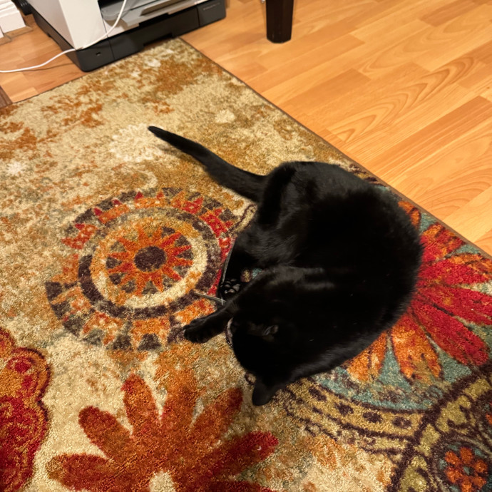Your Cat's New Favorite Person
