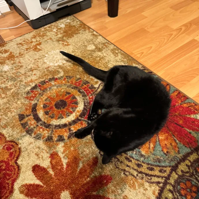 Your Cat's New Favorite Person