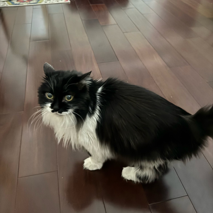 Your Cat's New Favorite Person