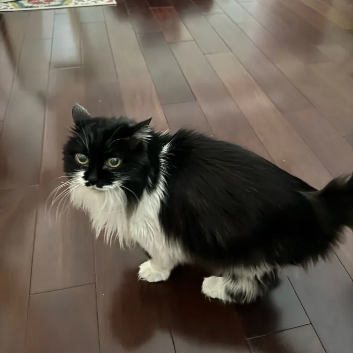 Your Cat's New Favorite Person