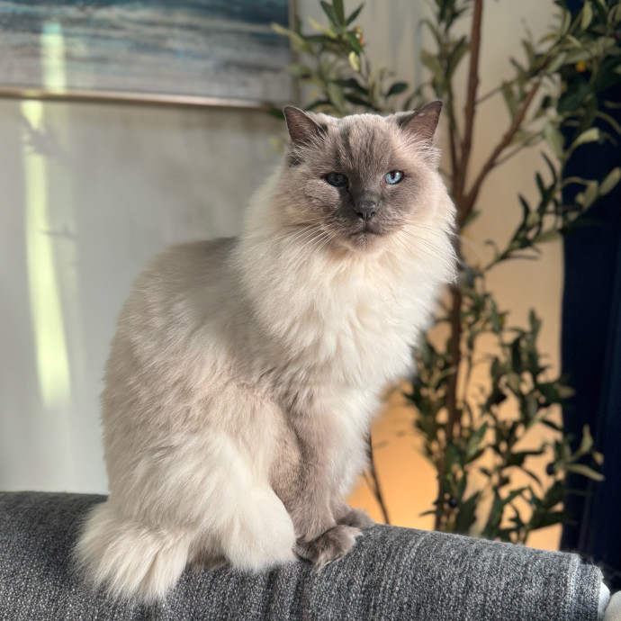 Your Cat's New Favorite Person