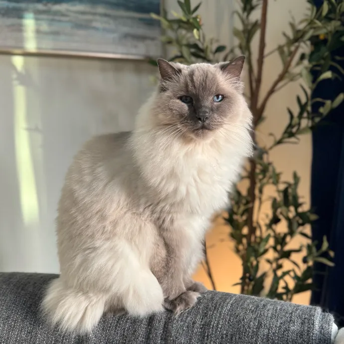 Your Cat's New Favorite Person