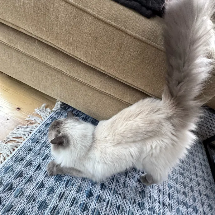 Your Cat's New Favorite Person