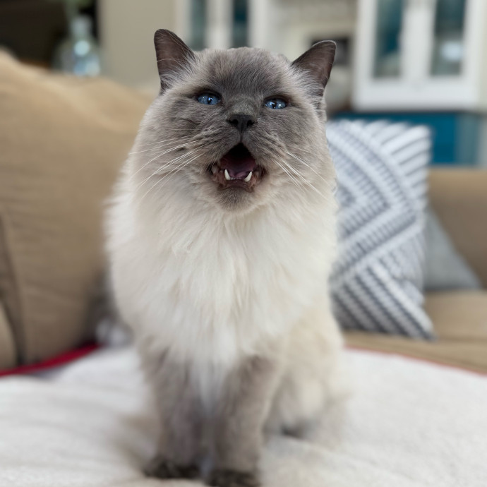 Your Cat's New Favorite Person