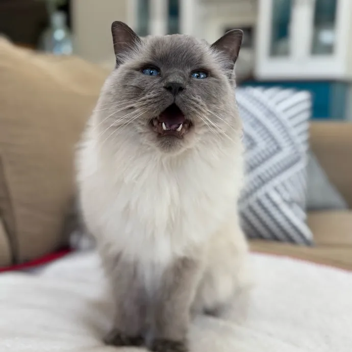 Your Cat's New Favorite Person