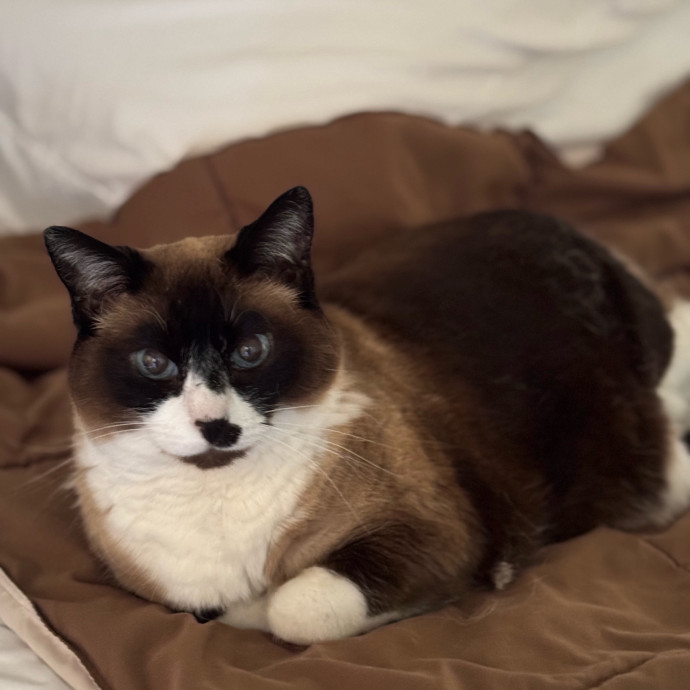 Your Cat's New Favorite Person