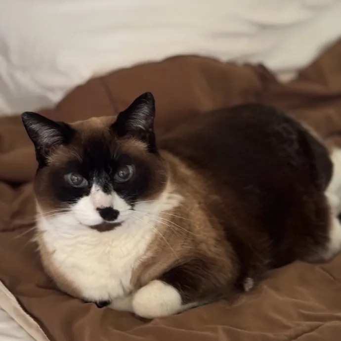 Your Cat's New Favorite Person